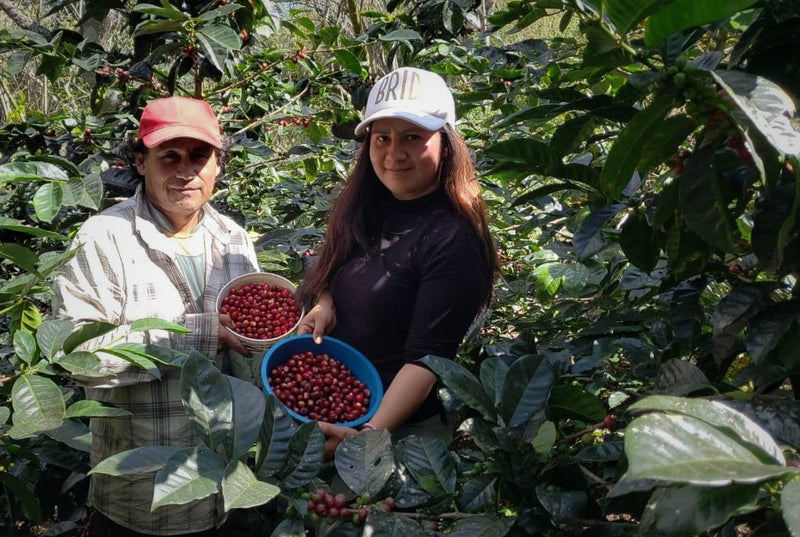 PERU FT-FLO/USA ORGANIC CAJAMARCA RUTAS DEL INCA SHG EP - 31060 - 975.2 kg Super Sack - SPOT COSEATAC