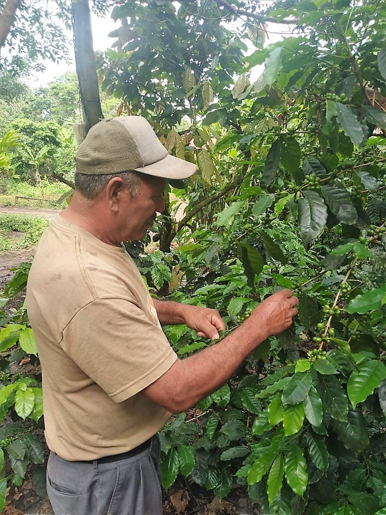 NICARAGUA FT ORGANIC SJ RIO COCO J.A.Z. - 29077 - Ecotact Bags - SPOT RCWHSE