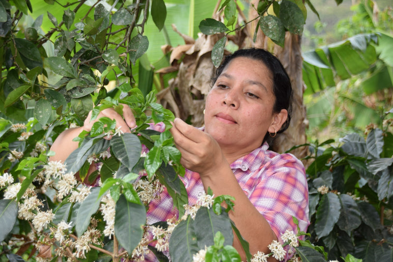 HONDURAS FT-FLO/USA ORGANIC FATIMA MARADIAGA HONEY - 34263 - GrainPro Bags - SPOT RCWHSE