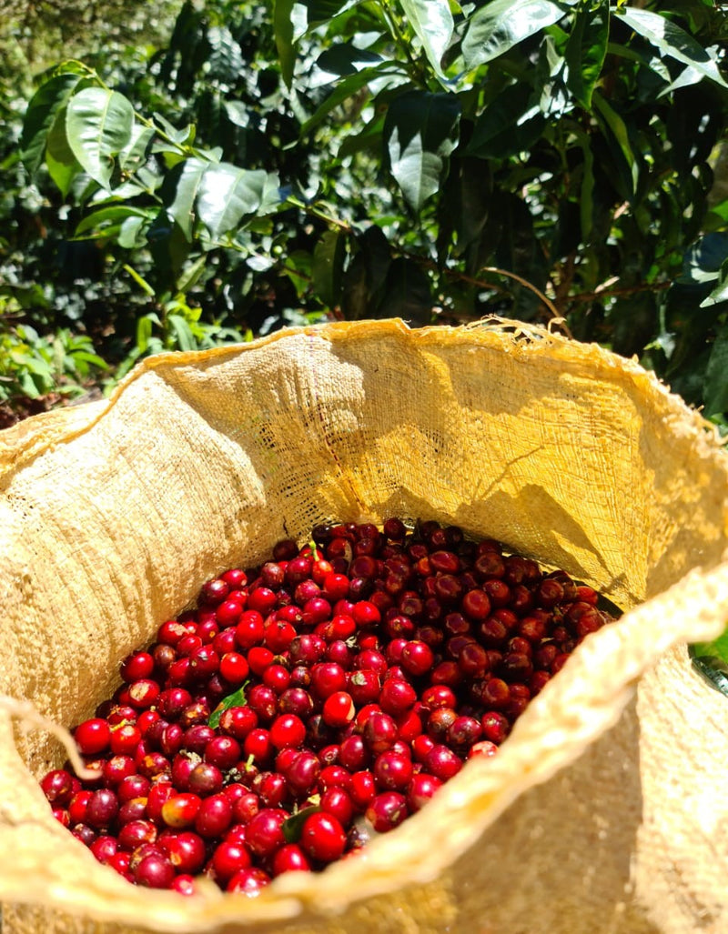 Costa Rica Black Honey - 33484 - GrainPro Bags - SPOT SHANGHAI