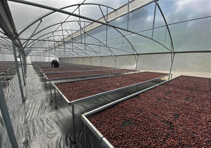 Costa Rica Canuela Natural - *48925* - 24989 - GrainPro Bags - SPOT RCWHSE