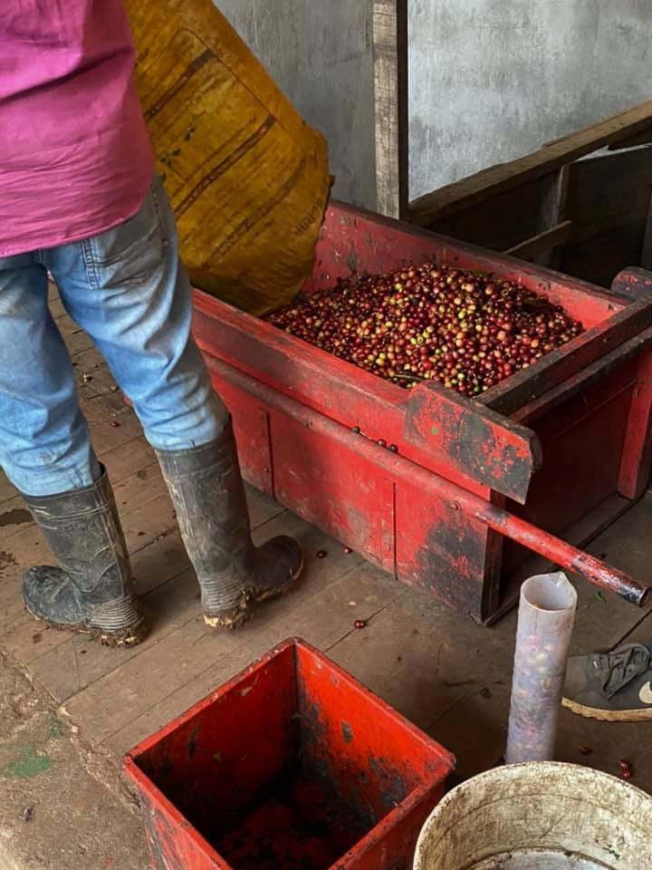 Costa Rica Canuela Natural - *48925* - 24989 - GrainPro Bags - SPOT RCWHSE