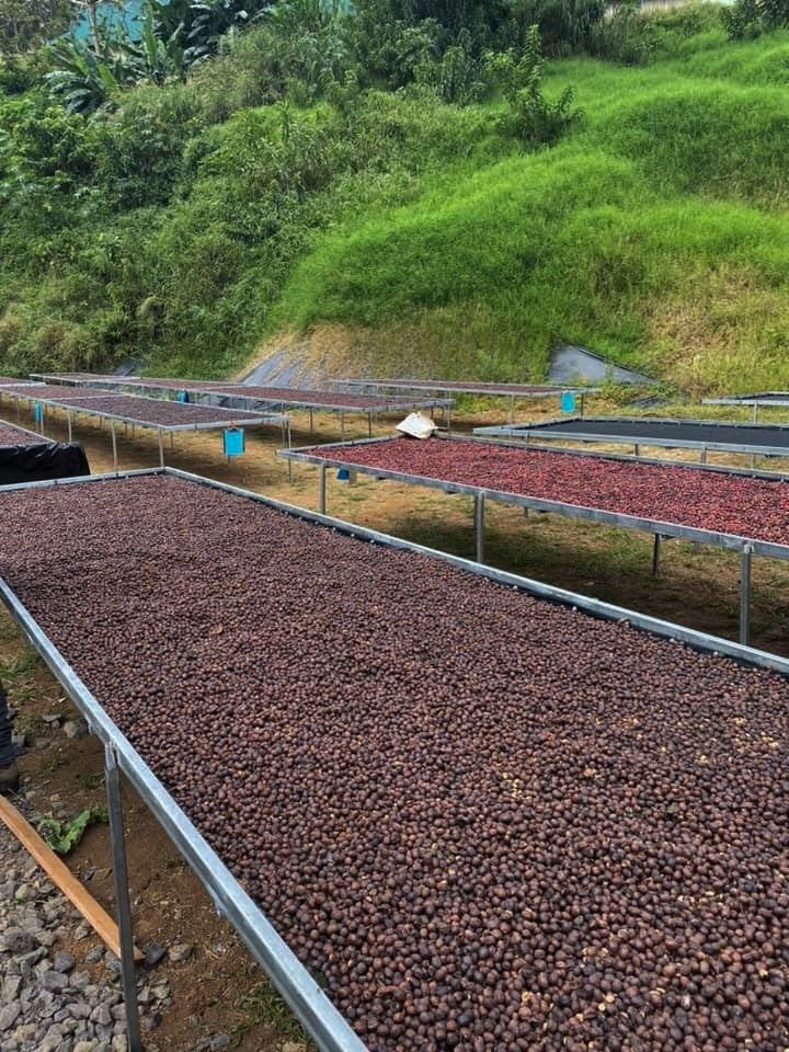 Costa Rica Canuela Natural - *48925* - 24989 - GrainPro Bags - SPOT RCWHSE