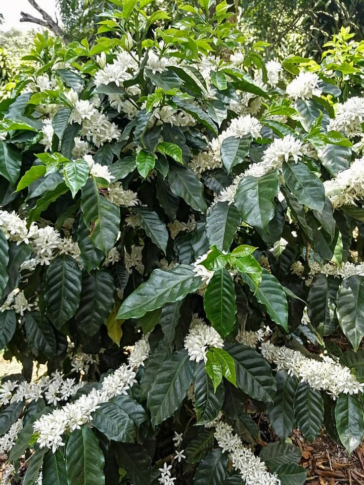 Costa Rica Canuela Natural - *48925* - 24989 - GrainPro Bags - SPOT RCWHSE