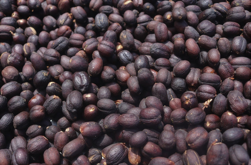 Costa Rica Canuela Natural - *48925* - 24989 - GrainPro Bags - SPOT RCWHSE