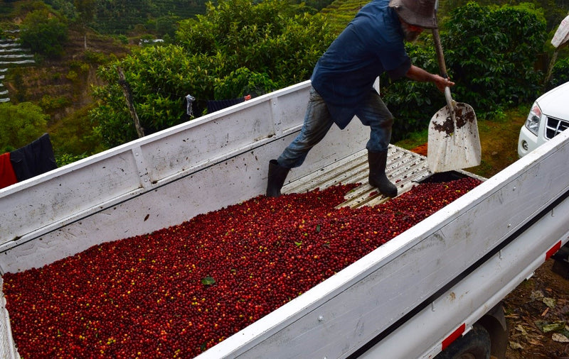 Costa Rica Don Claudio Natural Caturra Catuai SHB EP - 36184 - GrainPro Bags - SPOT RCWHSE