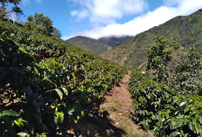 Costa Rica Don Claudio Natural Caturra Catuai SHB EP - 36184 - GrainPro Bags - SPOT RCWHSE