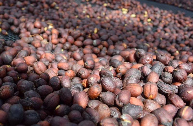 Costa Rica Don Claudio Natural Caturra Catuai SHB EP - 30594 - GrainPro Bags - SPOT RCWHSE