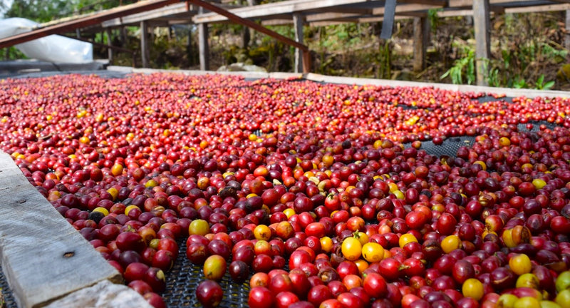 Costa Rica Don Claudio Natural Caturra Catuai SHB EP - 32086 - Ecotact Bags - SPOT SHANGHAI
