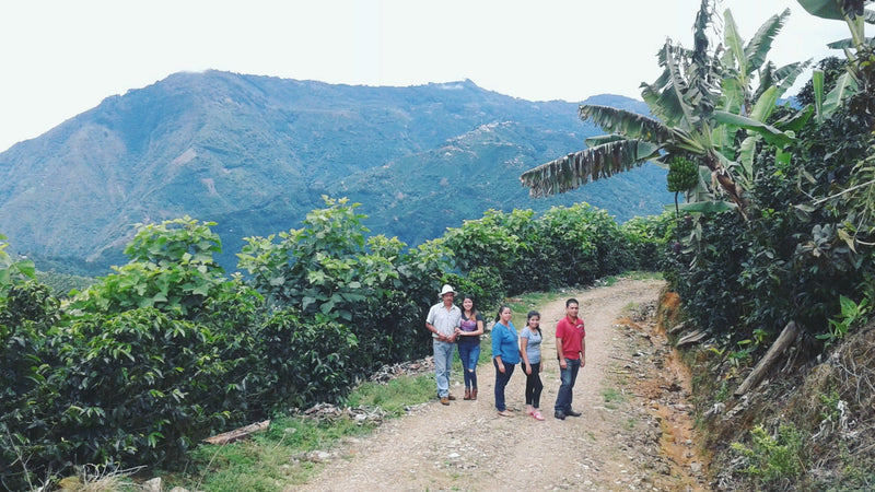 Costa Rica Tarrazu La Esperanza Estate Familia Monge Natural - 30587-2 - GrainPro Bags - SPOT SEAFORTH