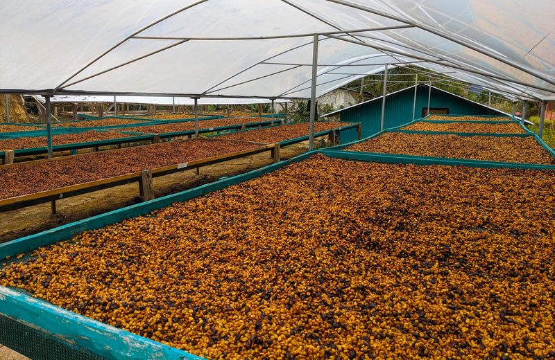 Costa Rica Harmony de Dota Red Honey - 34254 - GrainPro Bags - SPOT SEAFORTH