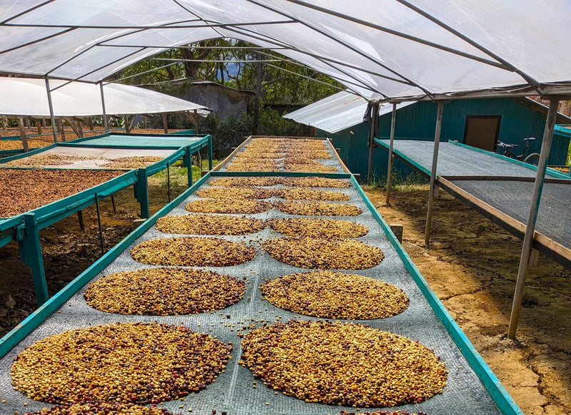 Costa Rica Harmony de Dota Red Honey - 34254 - GrainPro Bags - SPOT SEAFORTH