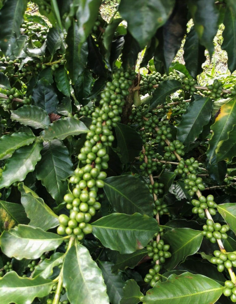 Costa Rica La Luisa Estate SHB EP - *48926* - 24993 - GrainPro Bags - SPOT RCWHSE
