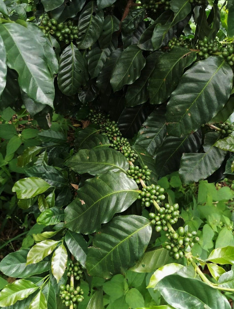 Costa Rica La Luisa Estate SHB EP - *48926* - 24993 - GrainPro Bags - SPOT RCWHSE