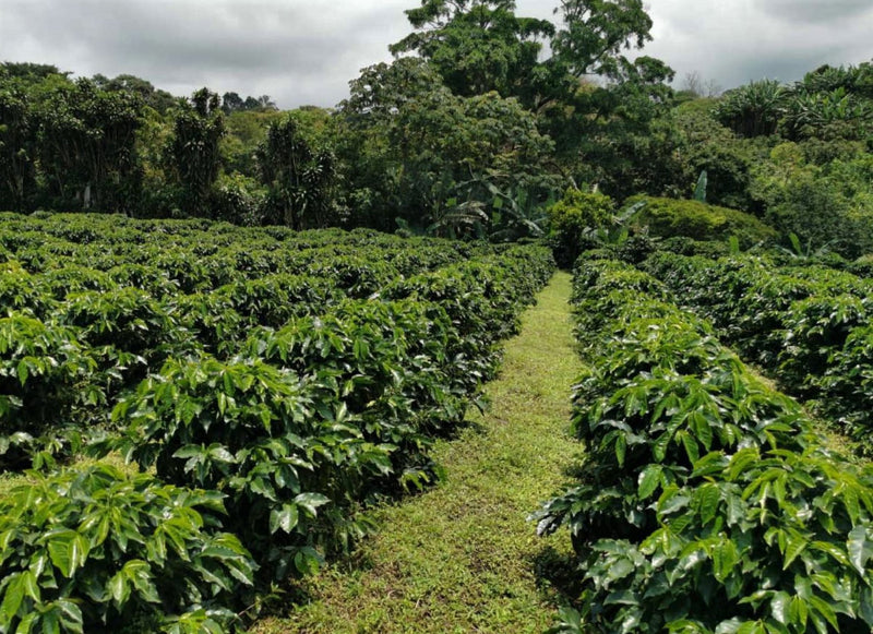 Costa Rica La Luisa Estate SHB EP - *48926* - 24993 - GrainPro Bags - SPOT RCWHSE
