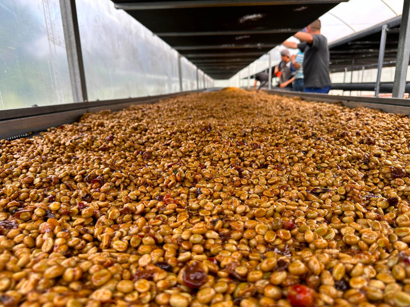 Costa Rica Los Santos Fatima Tarrazu Red Honey Catuai - 41298 - GrainPro Bags - SPOT SEAFORTH