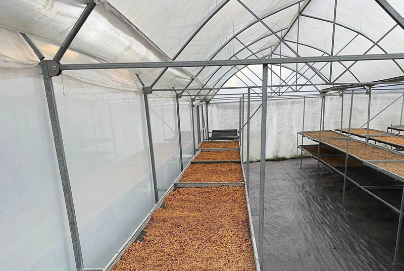Costa Rica Los Santos Fatima Tarrazu Red Honey Catuai - 41298 - GrainPro Bags - SPOT SEAFORTH