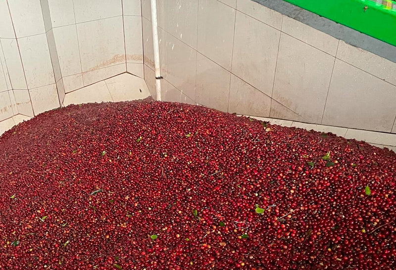 Costa Rica Los Santos Fatima Tarrazu Red Honey Catuai - 41298 - GrainPro Bags - SPOT SEAFORTH
