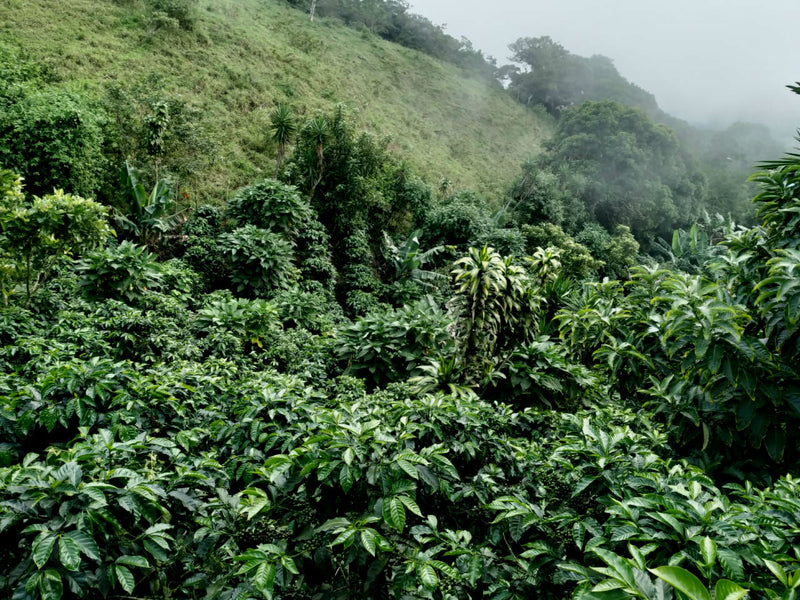 Costa Rica Olman Vargas Natural - *48923W* - 24997 - GrainPro Bags - SPOT COSEATAC