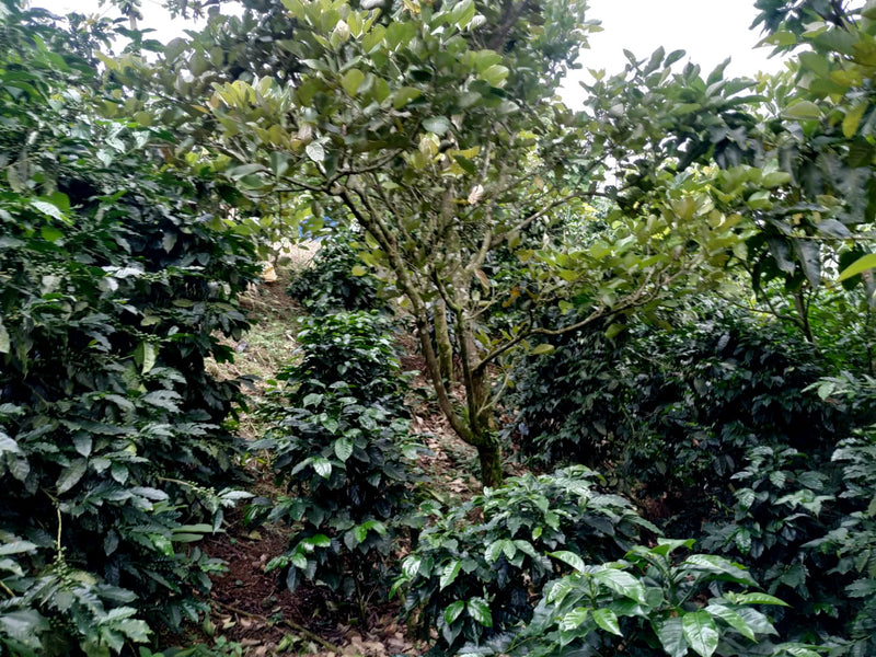 Costa Rica Olman Vargas Natural - 42043 - GrainPro Bags - April 2027 Shipment - RCWHSE