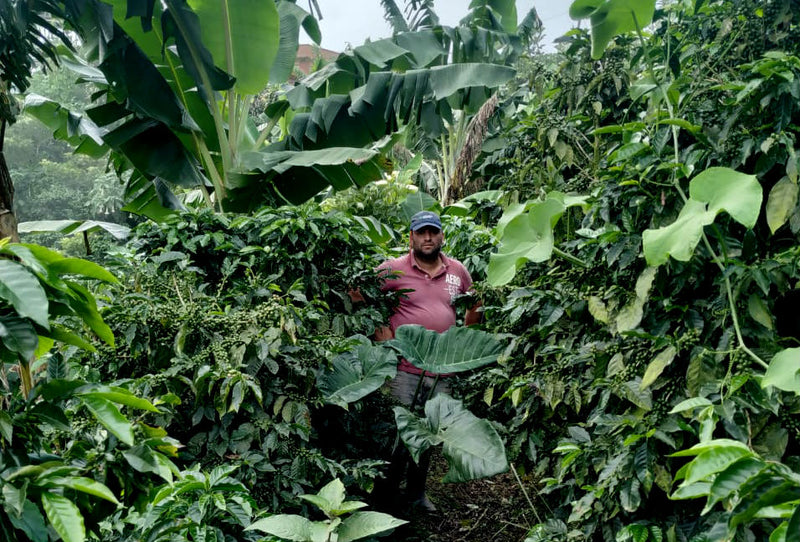 Costa Rica Olman Vargas Natural - 42043 - GrainPro Bags - April 2027 Shipment - RCWHSE