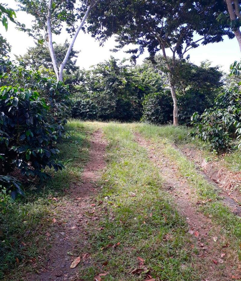 Costa Rica RFA-IP West Valley La Candelaria Estate - 29257 - SPOT RCWHSE