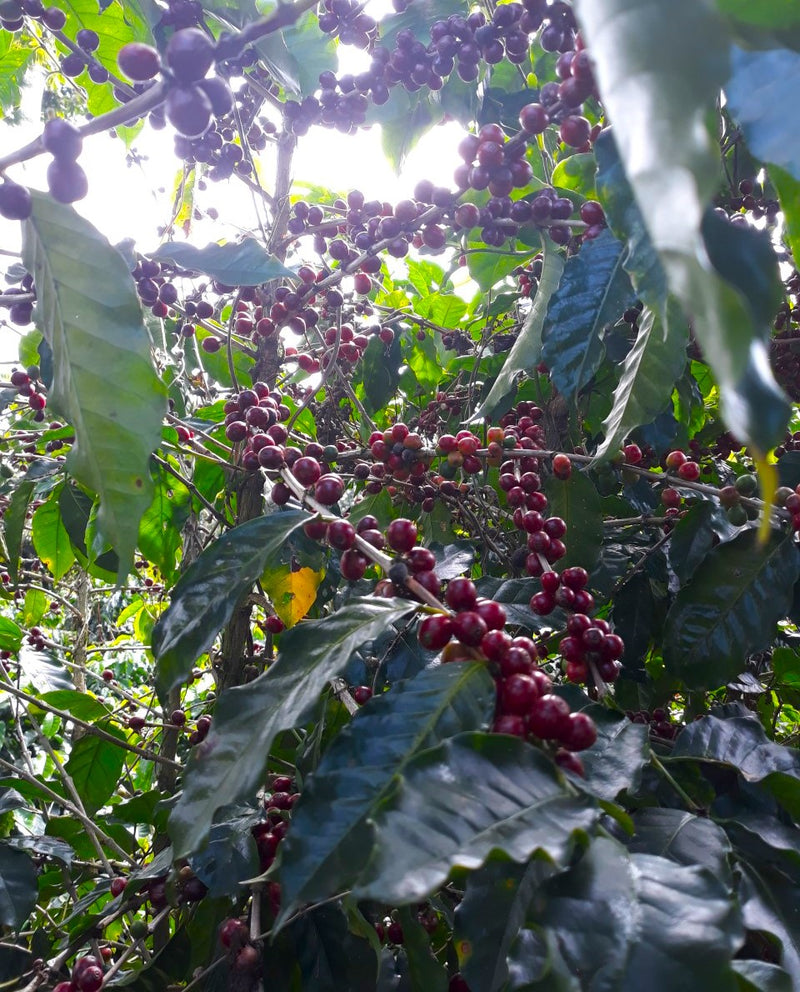 Costa Rica RFA-IP West Valley La Candelaria Estate - 29078-4 - SPOT SEAFORTH