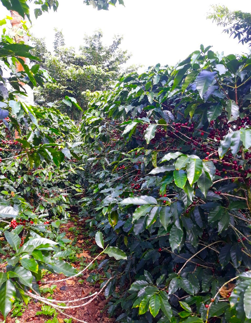Costa Rica RFA-IP West Valley La Candelaria Estate - 29078-4 - SPOT SEAFORTH