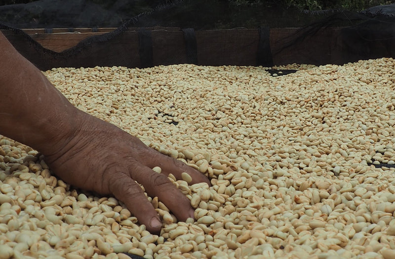 Costa Rica SHB EP - 41367 - February 2027 Shipment - RCWHSE