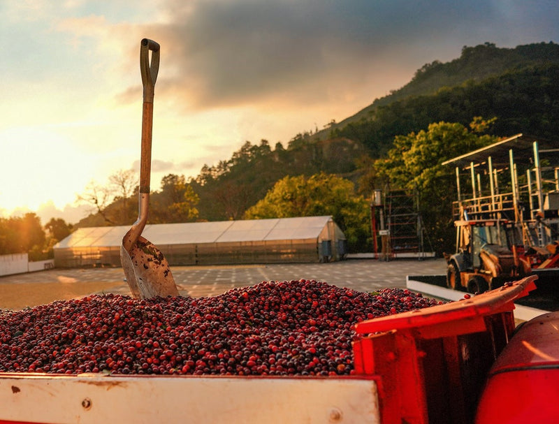 Costa Rica Santa Maria De Dota Natural AAA EP - *48938* - 25003 - GrainPro Bags - SPOT RCWHSE