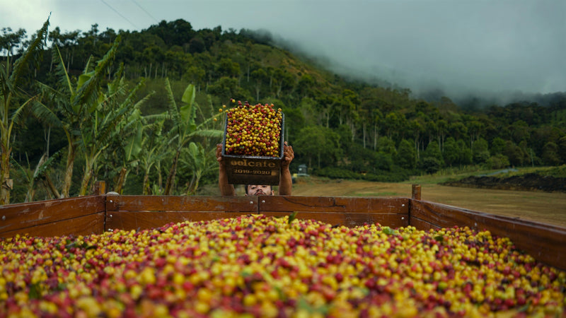 Costa Rica Santa Maria De Dota Peaberry AA EP - *48934* - 25004 - GrainPro Bags - SPOT RCWHSE