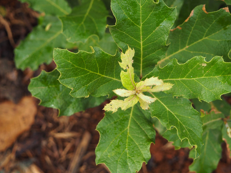 Costa Rica Coopedota Tarrazu AA+ - 34445 - SPOT RCWHSE