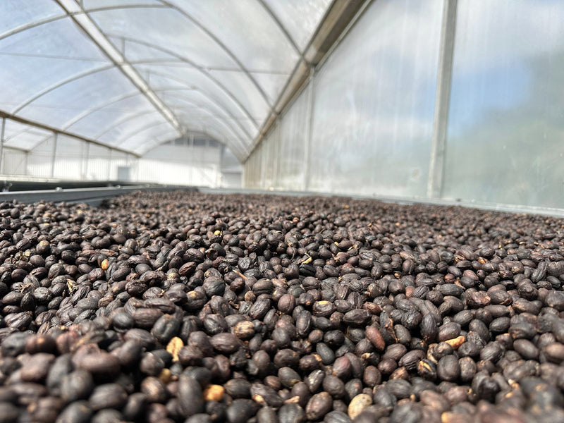 Costa Rica Tarrazu Dota Fatima Natural Catuai - M2629 - 37546 - GrainPro Bags - SPOT SEAFORTH