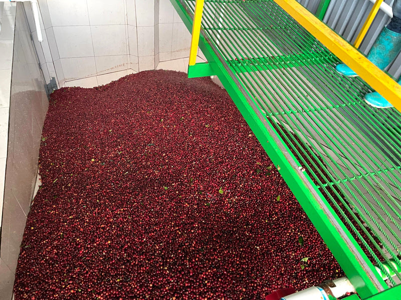 Costa Rica Tarrazu Dota Fatima Natural Catuai - M2629 - 37546 - GrainPro Bags - SPOT SEAFORTH