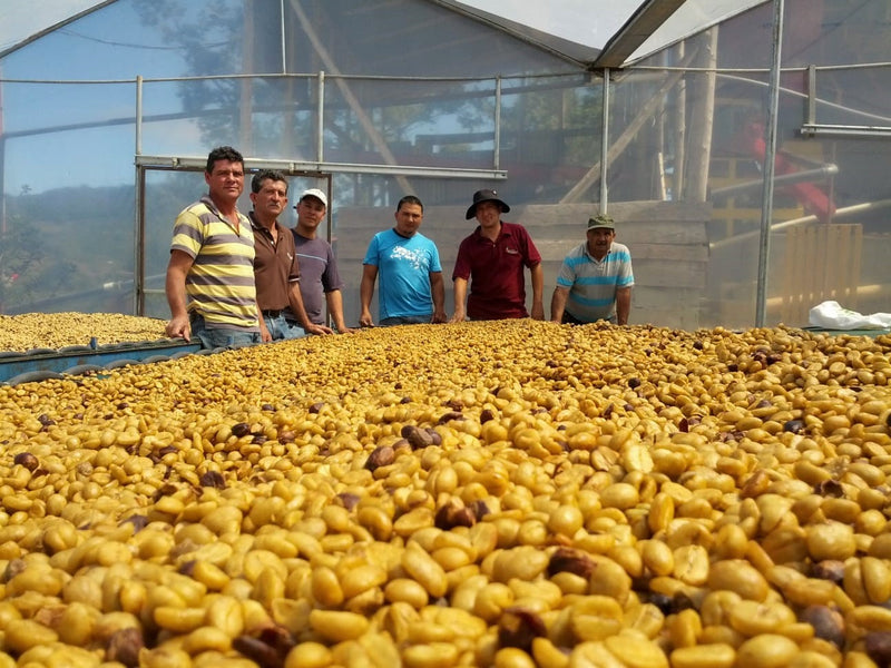 Costa Rica Tarrazu Leon Cortes Finca Frailes Rodolfo Rivera Yellow Honey Bourbon - 31651 - GrainPro Bags - SPOT SEAFORTH