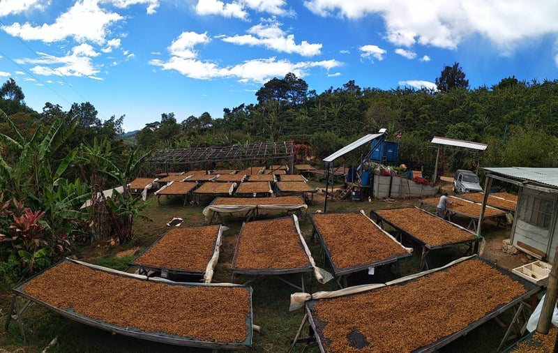Costa Rica Tarrazu Los Cuarteles Black Honey Catuai - 34255 - GrainPro Bags - SPOT SEAFORTH