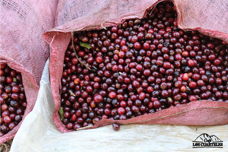El Salvador Quezaltepeque Finca La Esperanza Natural  - 36448-3 - Ecotact Bags - SPOT SEAFORTH