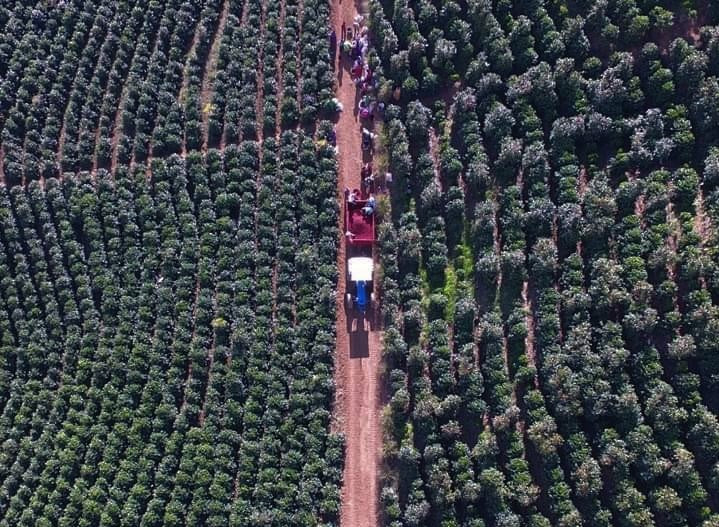 Costa Rica Vista Al Valle Black Honey Villa Sarchi - *50806C* - 26213 - 30.0 kg Box/Vacuum Pack - SPOT SHANGHAI