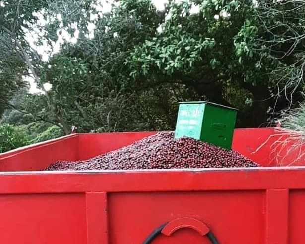 Costa Rica Vista Al Valle Black Honey Villa Sarchi - *50806C* - 26213 - 30.0 kg Box/Vacuum Pack - SPOT SHANGHAI