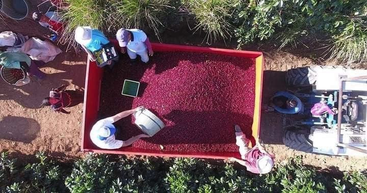 Costa Rica Vista Al Valle Black Honey Villa Sarchi - *50806C* - 26213 - 30.0 kg Box/Vacuum Pack - SPOT SHANGHAI