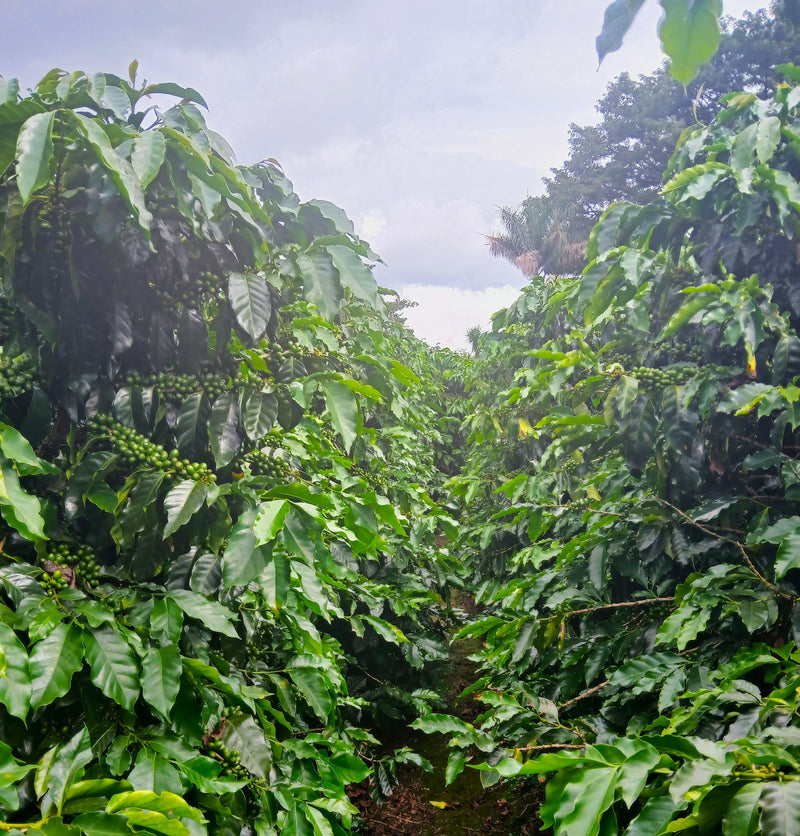 Costa Rica Volcan Star Maya Natural - 39201 - Ecotact Bags - SPOT SHANGHAI