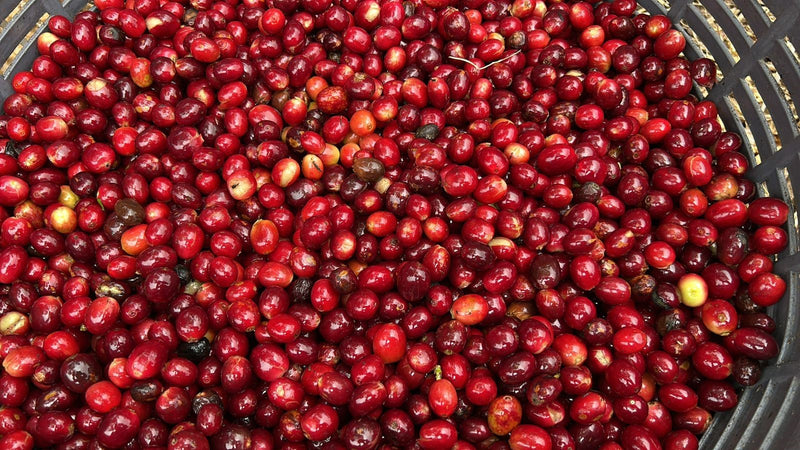 Costa Rica Volcan Star Maya Natural - 39201 - Ecotact Bags - SPOT SHANGHAI