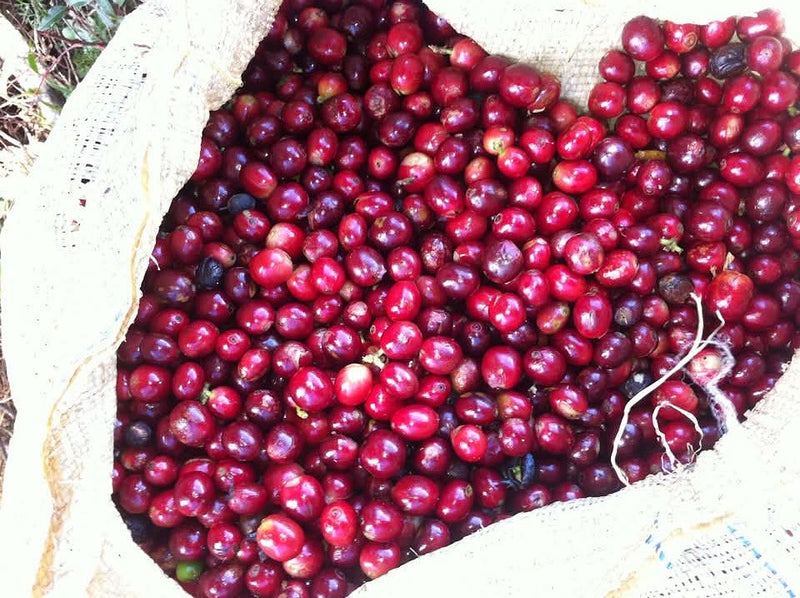 Costa Rica West Valley Alturas de Lourdes Natural Villa Sarchi - 42042 - GrainPro Bags - April 2027 Shipment - RCWHSE