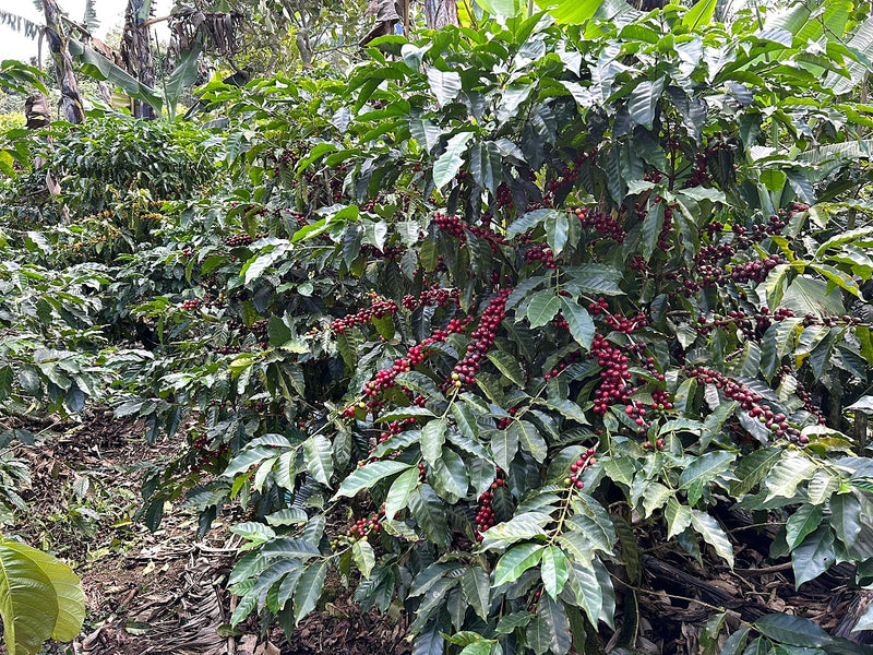 Costa Rica West Valley Alturas de Lourdes Natural Villa Sarchi - 42042 - GrainPro Bags - April 2027 Shipment - RCWHSE