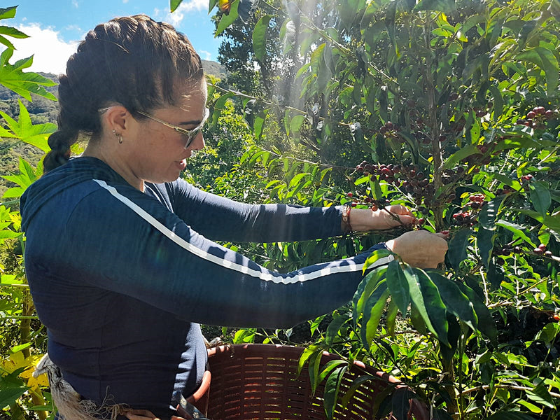 Costa Rica West Valley Monserrath Chinchilla Natural Esperanza - 36761 - GrainPro Bags - SPOT SHANGHAI
