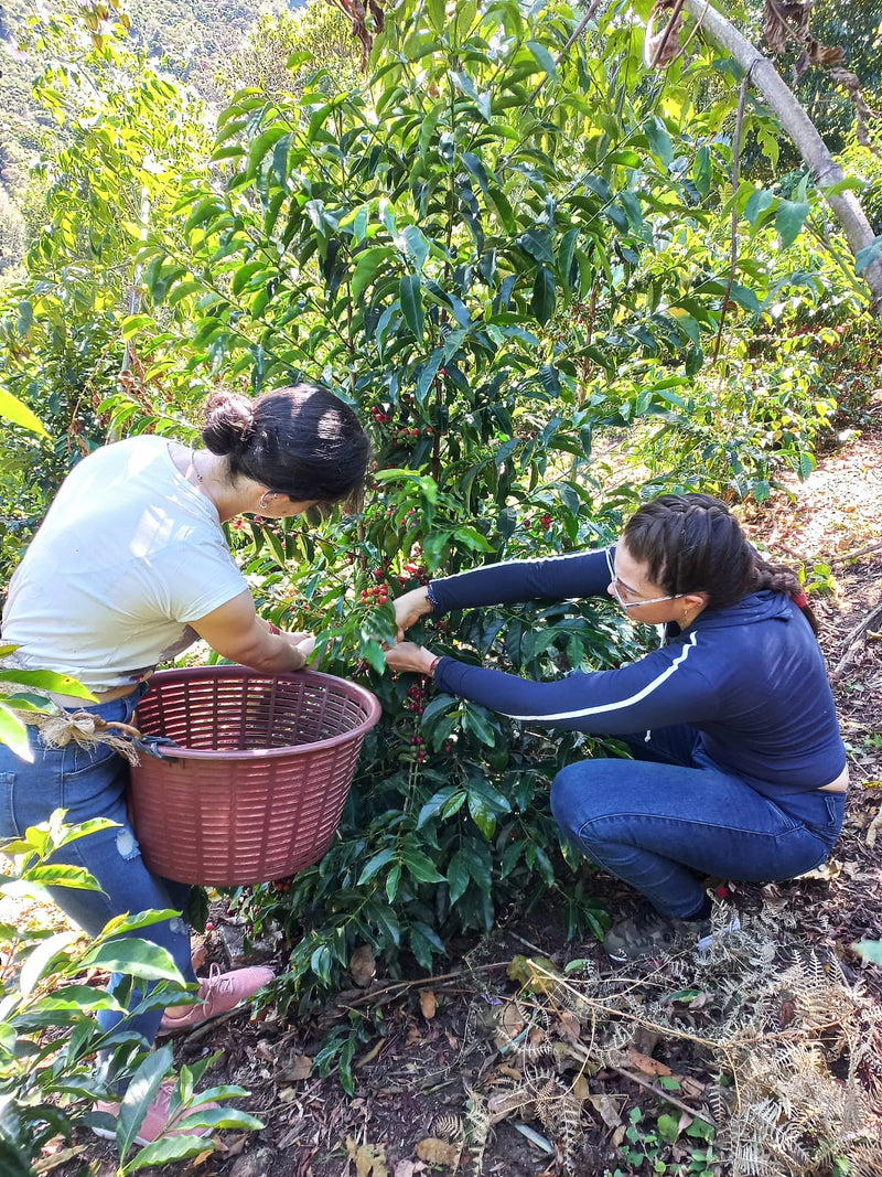 Costa Rica West Valley Monserrath Chinchilla Natural Esperanza - 36761 - GrainPro Bags - SPOT SHANGHAI