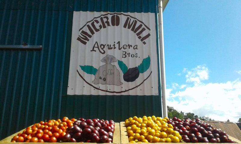 Costa Rica West Valley Naranjo Hermanos Aguilera Red Honey - 41299 - GrainPro Bags - SPOT SEAFORTH