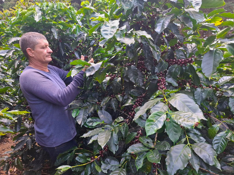 Costa Rica West Valley Naranjo Hermanos Aguilera Red Honey - 41299 - GrainPro Bags - SPOT SEAFORTH