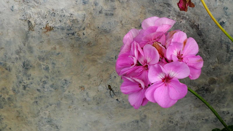 Costa Rica West Valley Monte Crisol SHB EP - 36679 - SPOT RCWHSE