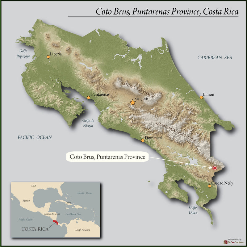 COSTA RICA ORGANIC FINCA AMISTAD SHB EP - *51391* - 25224 - GrainPro Bags - SPOT DUPUYHOU